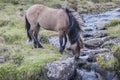 Icelandic horse drinking water from a stream in Iceland Royalty Free Stock Photo